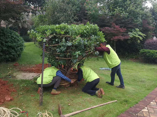 園林綠化養(yǎng)護(hù)